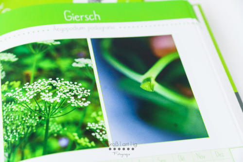 Marahs Mümmler, Dein Kräuterguide für Kaninchen, Kräuterguide, artgerecht, füttern, Kaninchenfuttern, pflücken, Wiese, bestimmen, Wildkräuter, Kräuter, Sträucher, Bäume, Band1, Band I