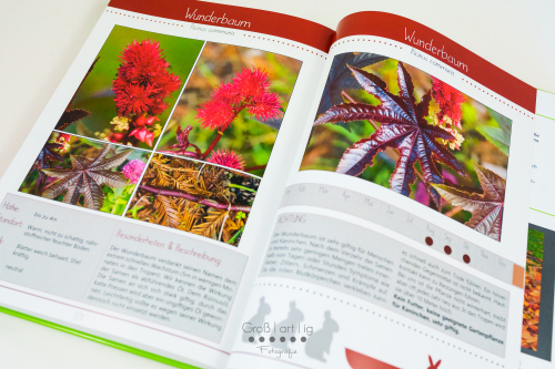 Marahs Mümmler, Dein Kräuterguide für Kaninchen, Kräuterguide, artgerecht, füttern, Kaninchenfuttern, pflücken, Wiese, bestimmen, Wildkräuter, Kräuter, Sträucher, Bäume, Band2, Band II